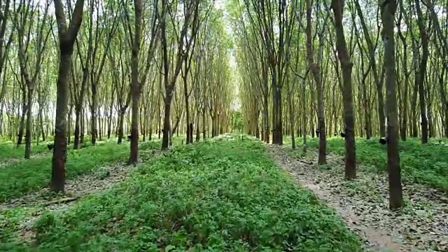 详情图-4k移动摄像头内农业橡胶树