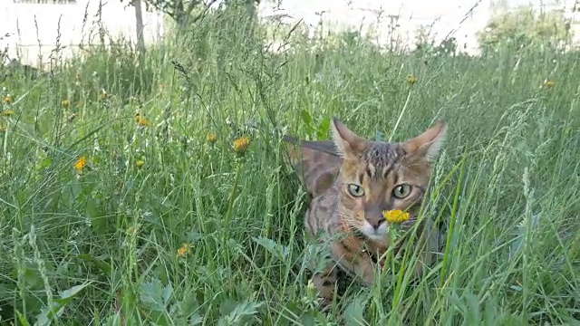 一只孟加拉猫走在绿色的草地上。