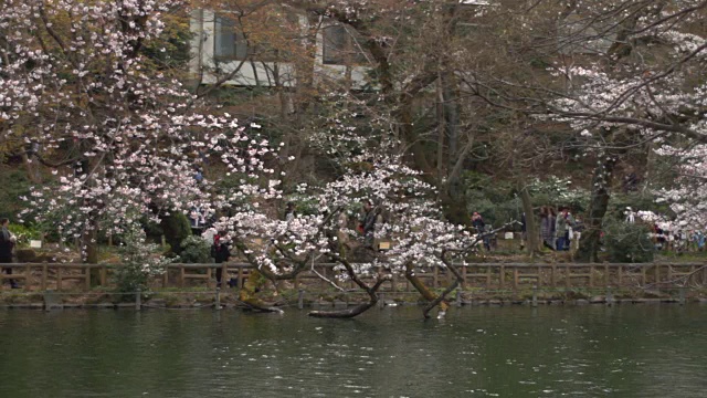 樱花广角深度聚焦在猪城公园