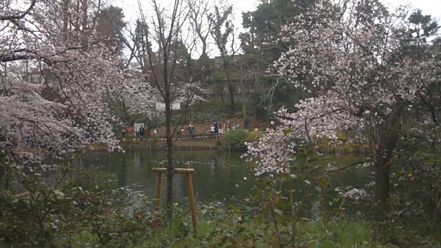 樱花宽拍摄深聚焦小风在井岛公园