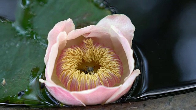 蜜蜂正在莲花花粉中寻找香甜的花蜜