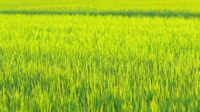 夏天稻田里的草在风中摇曳