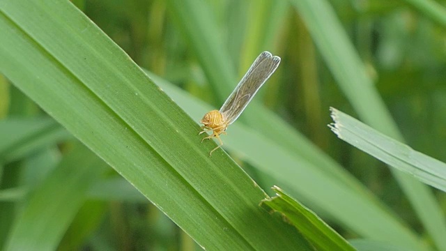 飞虱落在叶子上。