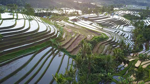 详情图-航拍Jatiluwih梯田上令人惊叹的景观稻田。