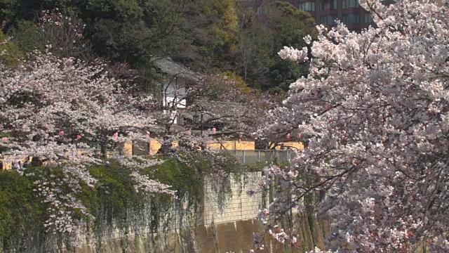 神田河老房子后面的樱花