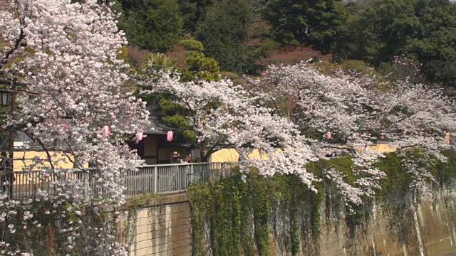 樱花长镜头标准焦点在神田河