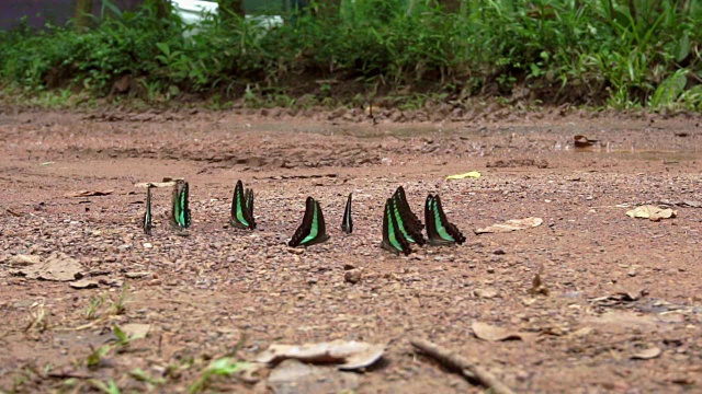 蝴蝶在地上跳舞