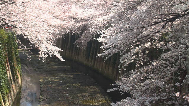 神田河上的樱花中景