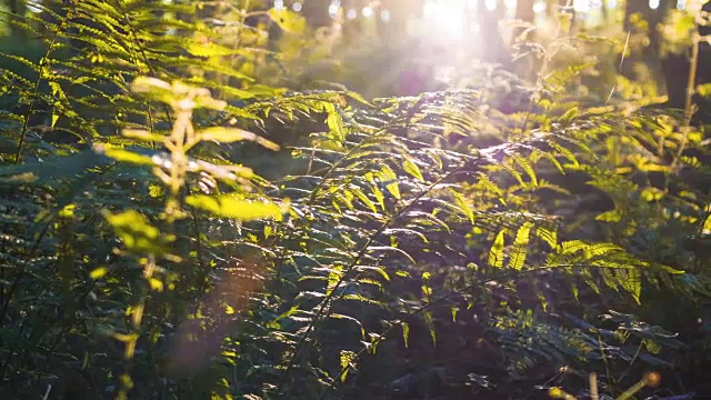 多莉拍摄到了风景如画的森林深处，有蕨类植物和阳光穿透