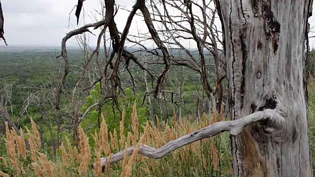 森林山坡上的枯树。摄像机在滑块上移动。并行效果。自然景观。这棵树因缺水而枯死了。生态问题。气候变化