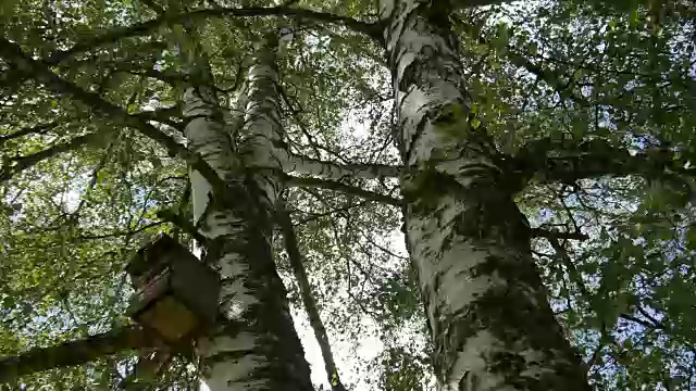 桦树上的鸟笼，桦树周围的观察