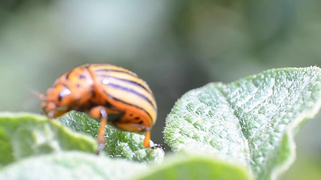 科罗拉多甲虫爬过土豆叶子