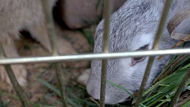 兔子在笼子里吃草。