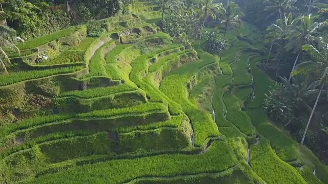 天线:美丽的梯级水稻梯田位于淹水的山坡上，长满了棕榈树