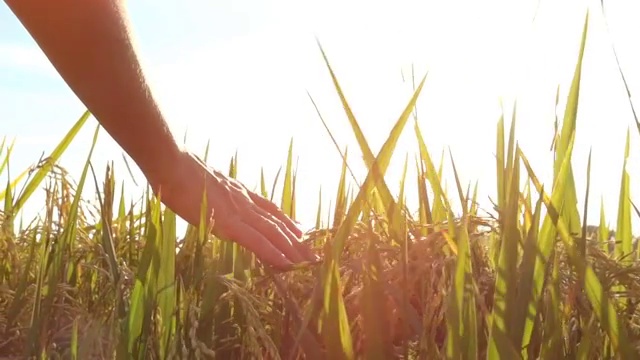 詳情圖-特寫(xiě):在金色的夕陽(yáng)下，女性的手撫摸和愛(ài)撫著成熟的水稻植株