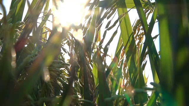 近距离观察:在水稻种植上的成熟水稻作物的细节