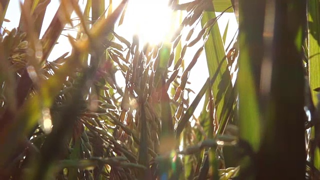 詳情圖-近距離觀察:在水稻種植上的成熟水稻作物的細(xì)節(jié)