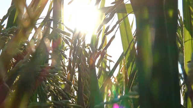 詳情圖-近距離觀察:在水稻種植上的成熟水稻作物的細(xì)節(jié)