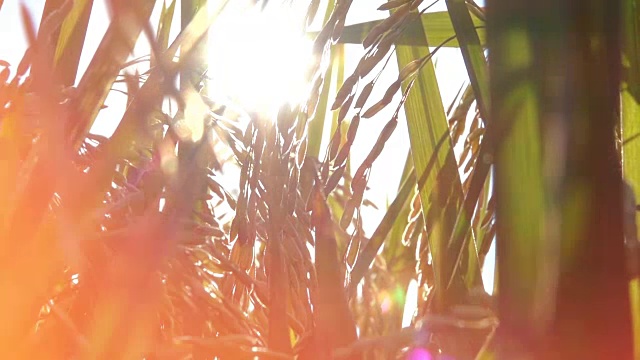 詳情圖-近距離觀察:在水稻種植上的成熟水稻作物的細(xì)節(jié)