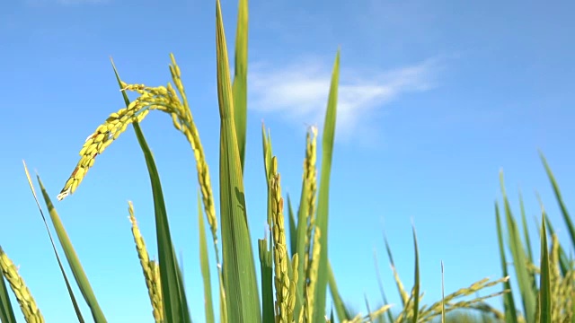 近距离观察:在晴朗的秋日，美丽的成熟水稻作物映衬着湛蓝的天空