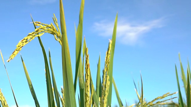 詳情圖-近距離觀察:在晴朗的秋日，美麗的成熟水稻作物映襯著湛藍(lán)的天空