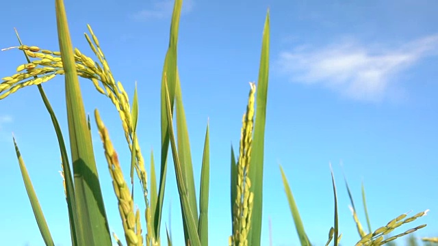 詳情圖-近距離觀察:在晴朗的秋日，美麗的成熟水稻作物映襯著湛藍(lán)的天空
