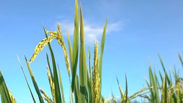 詳情圖-近距離觀察:在晴朗的秋日，美麗的成熟水稻作物映襯著湛藍(lán)的天空