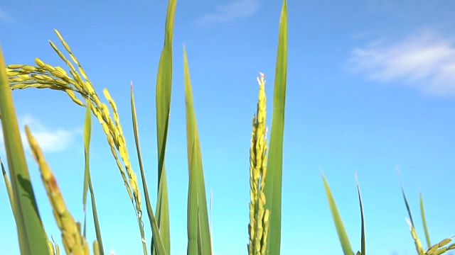 詳情圖-近距離觀察:在晴朗的秋日，美麗的成熟水稻作物映襯著湛藍(lán)的天空