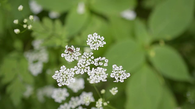 漂亮的白花上长着触角的棕色甲虫