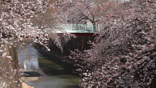 樱花树在竹井河桥后的远景