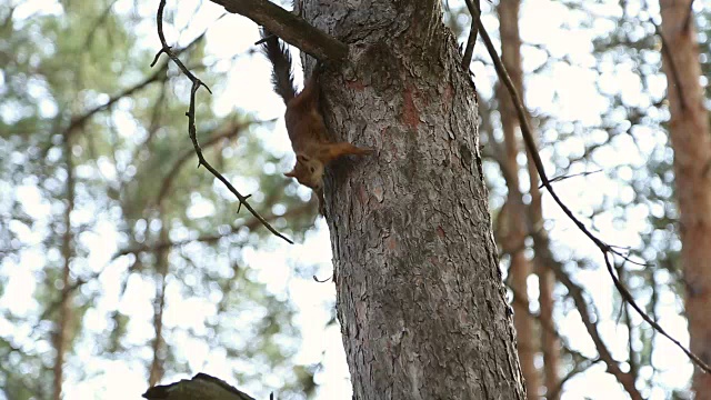 松鼠爬上树