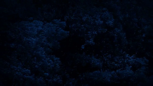 树枝在暴风雨的夜晚摇动