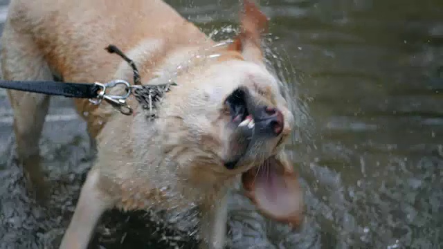 湿狗摇水的特写慢动作。成年拉布拉多犬用藤牙在河边洗澡，享受大自然。有趣的动物