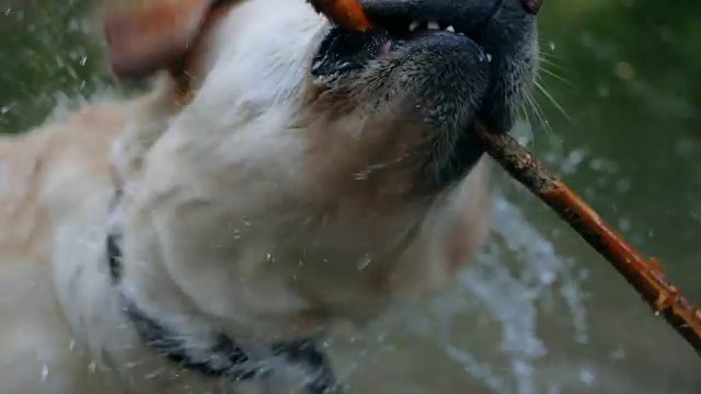 湿狗摇水的特写慢动作。成年拉布拉多犬用藤牙在河边洗澡，享受大自然。有趣的动物