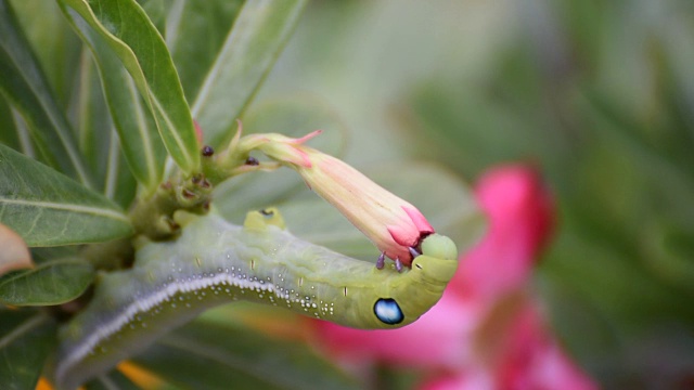 蛾幼虫或毛虫吃假杜鹃花