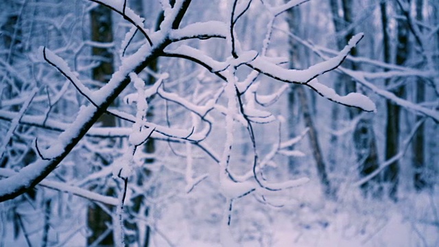 森林里白雪皑皑的树枝。