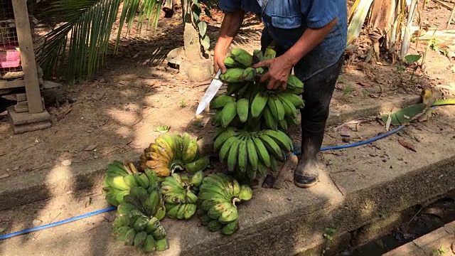 泰国男子切熟生香蕉水果