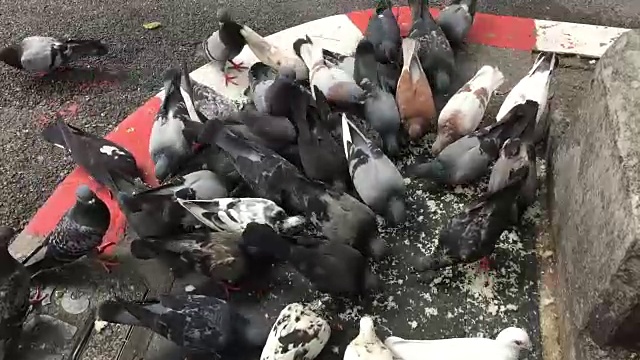 一群鸽子在城市的街道上吃米饭