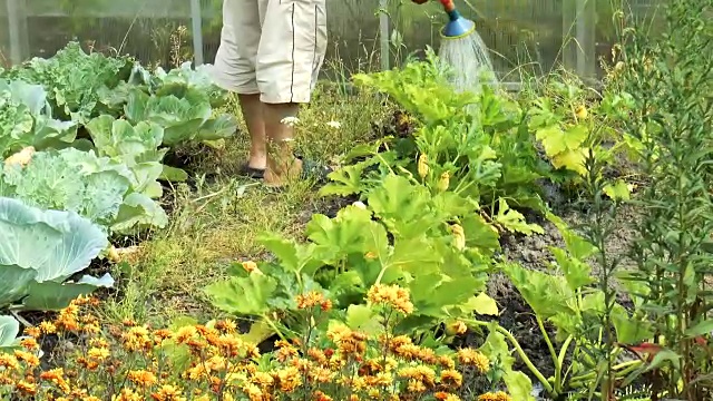 从喷壶里浇西葫芦