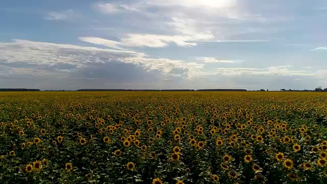 空中:飞过美丽的向日葵田和多云的蓝天。