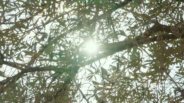 跟踪拍摄以色列的橄榄树种植园
