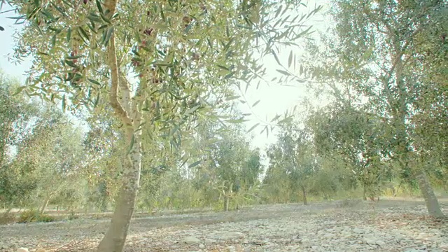 跟踪拍摄的橄榄树在橄榄盘