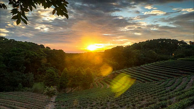 茶园日落在夏季时间与漂亮的背景视图