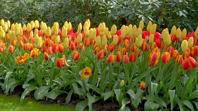 黄色郁金香花园的景色