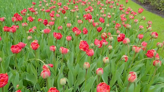 花园里盛开着红色的花朵
