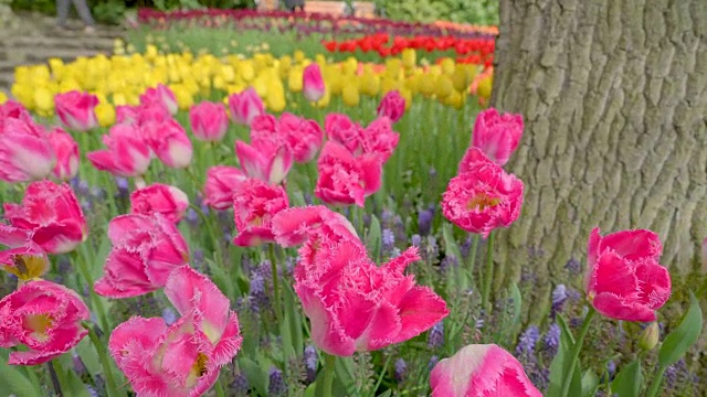花园里的粉色郁金香花