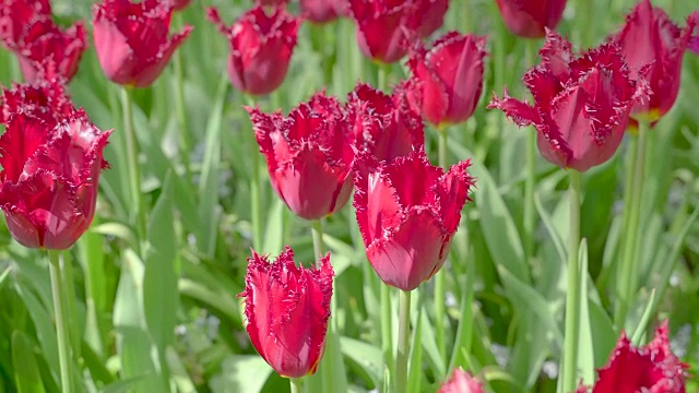 仔细看看花园里郁金香的红色花瓣