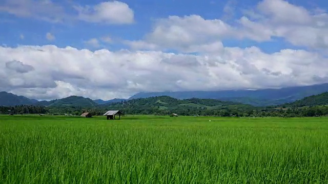 泰国乡村的绿色稻田景观