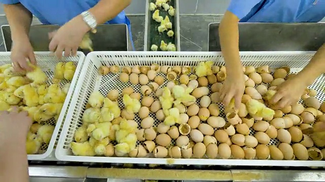 农业产业。工厂里给小鸡分拣的家禽工人。