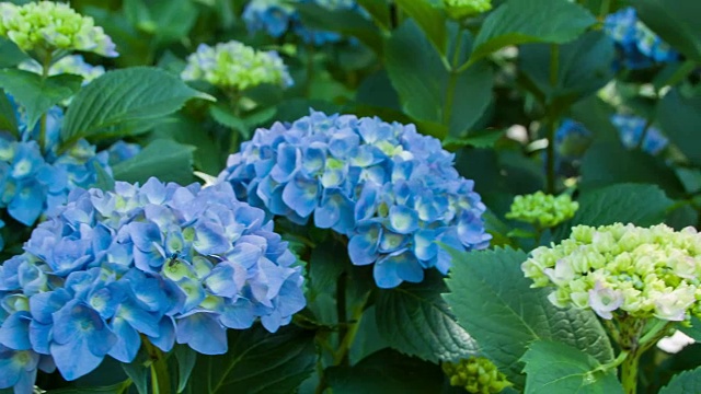 绣球花/ 023